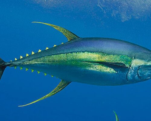 Thon à nageoires jaunes