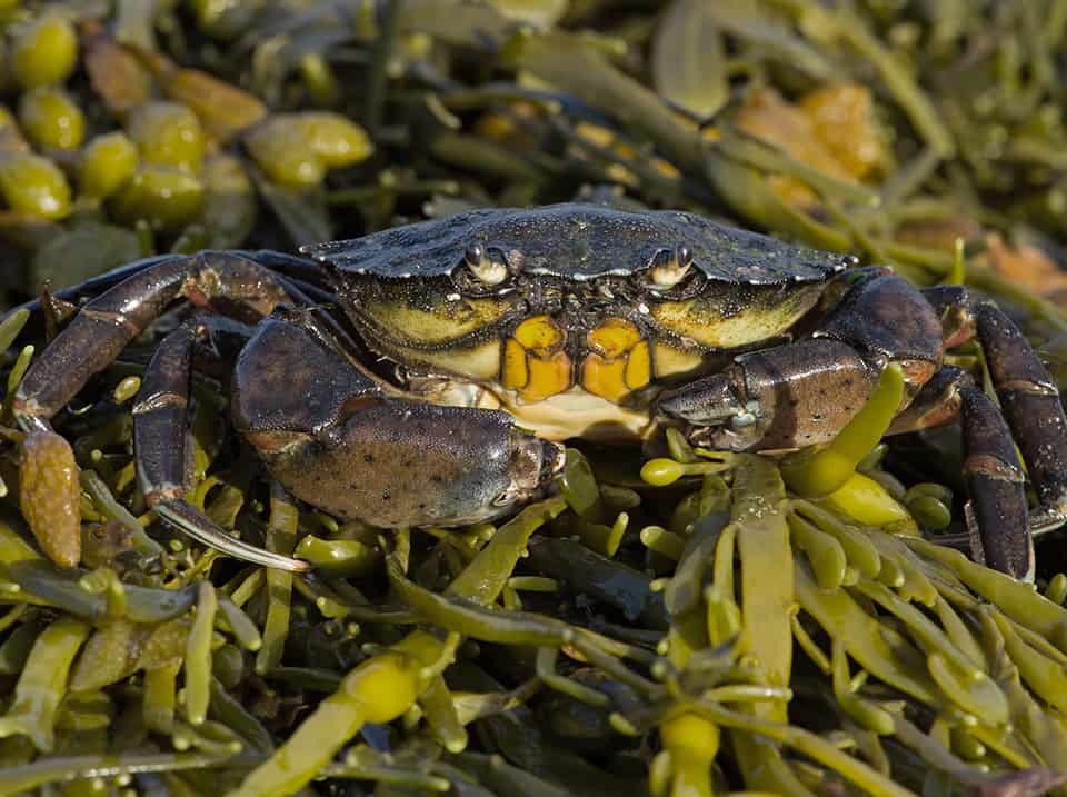 Green crab