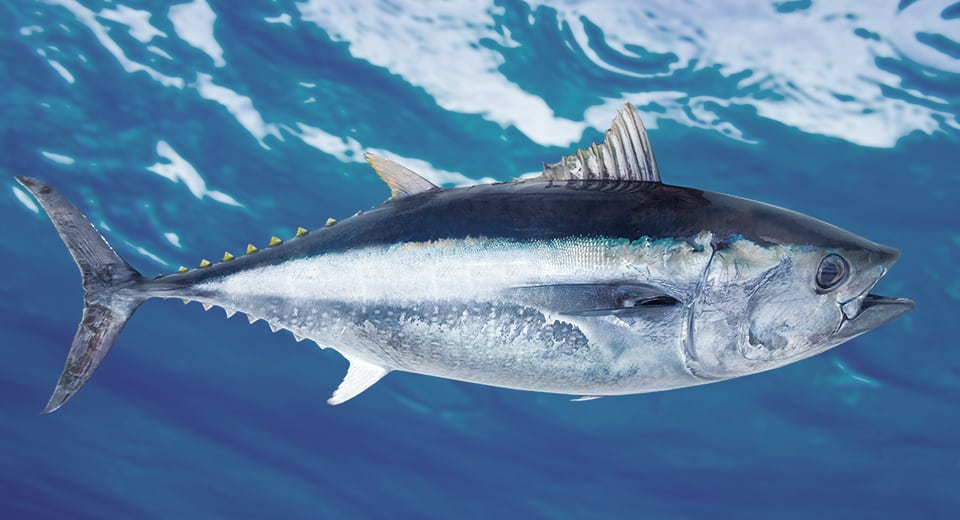 Bigeye Tuna