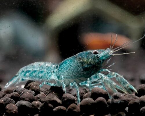 Les crevettes bleues
