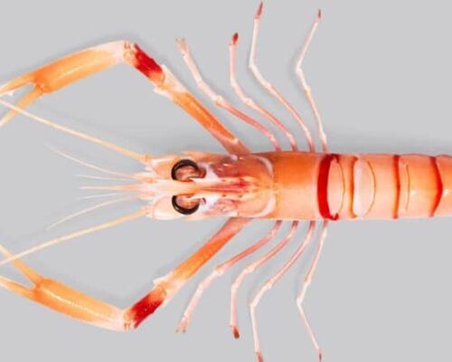 Langoustines de Nouvelle-Zélande