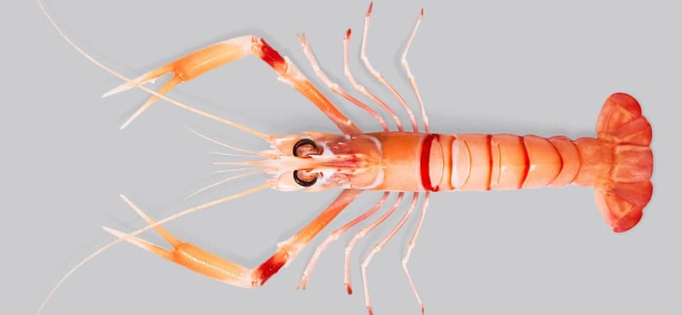 Langoustines de Nouvelle-Zélande