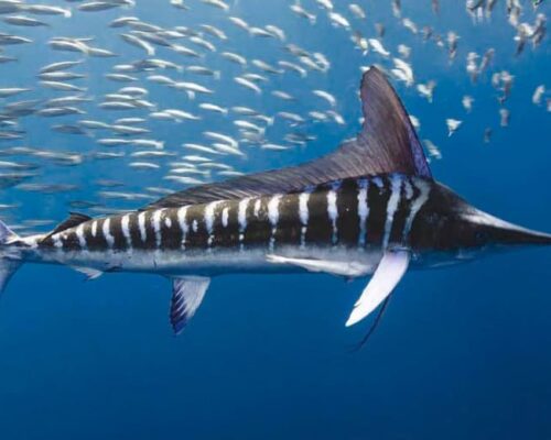 Le marlin rayé