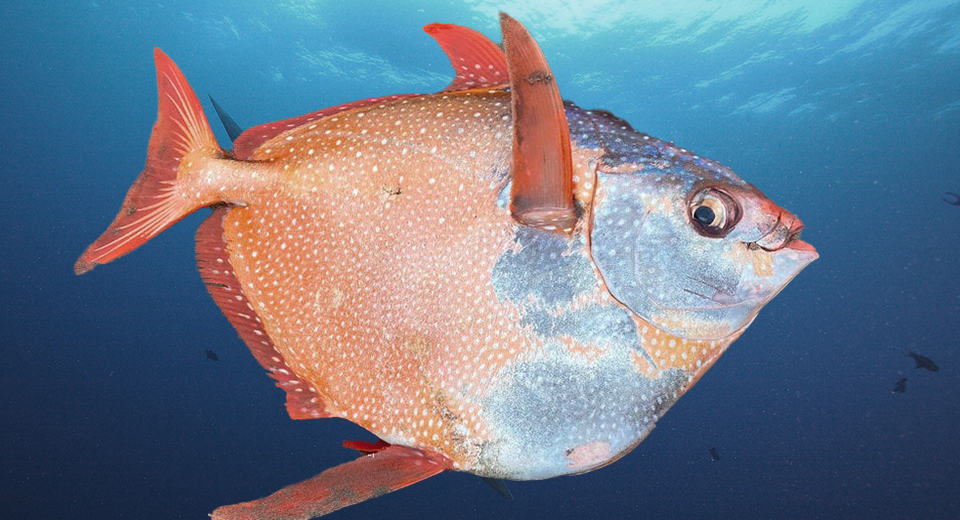 Opah Moonfish