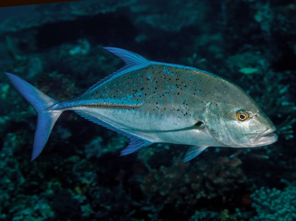 Jackfish or Trevally