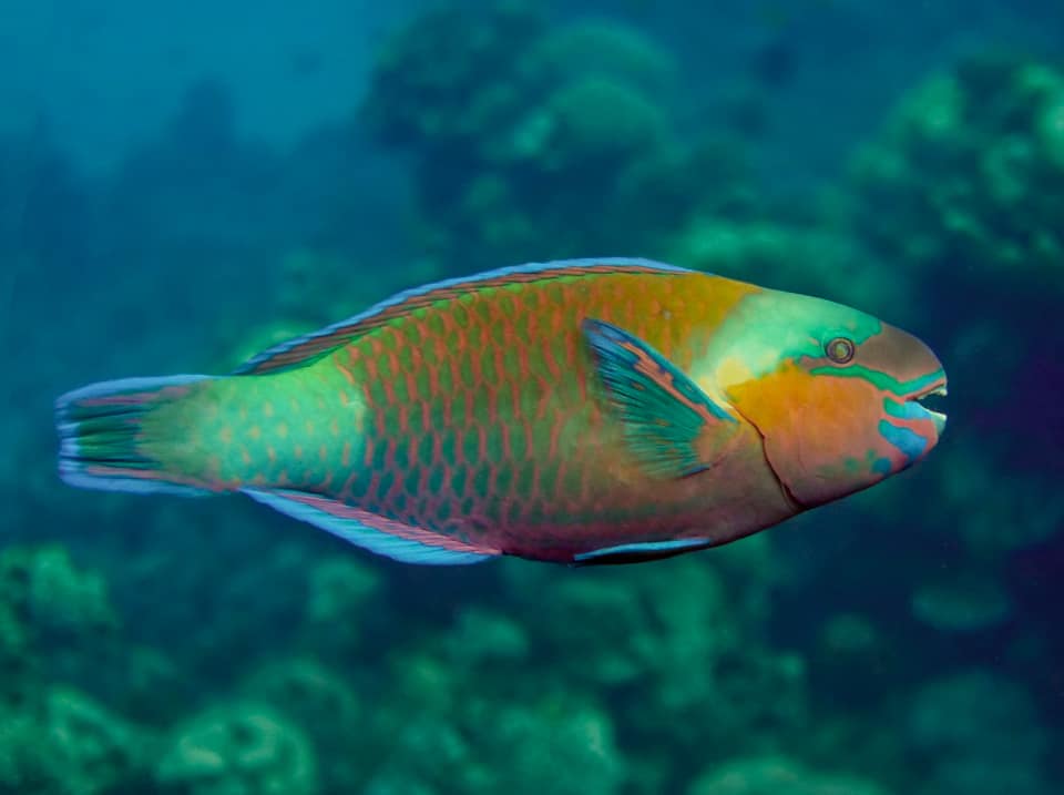 Parrot fish