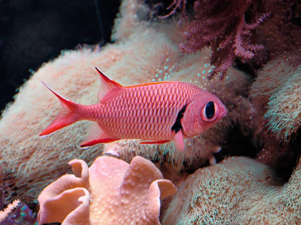 Soldier fish